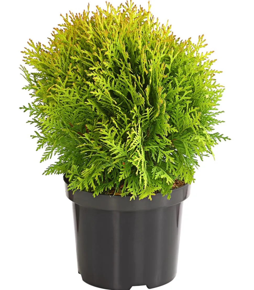 Lebensbaum 'Miriam'
