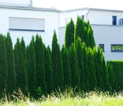 Lebensbaum 'Smaragd'