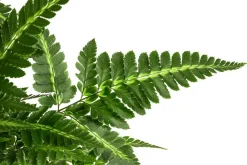 Lederblattfarn - Rumohra adiantiformis