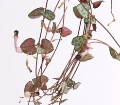 Leuchterblume - Ceropegia woodii, Ampel