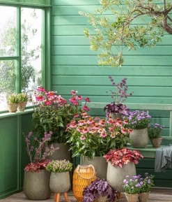 Liebesperlenstrauch 'Profusion'