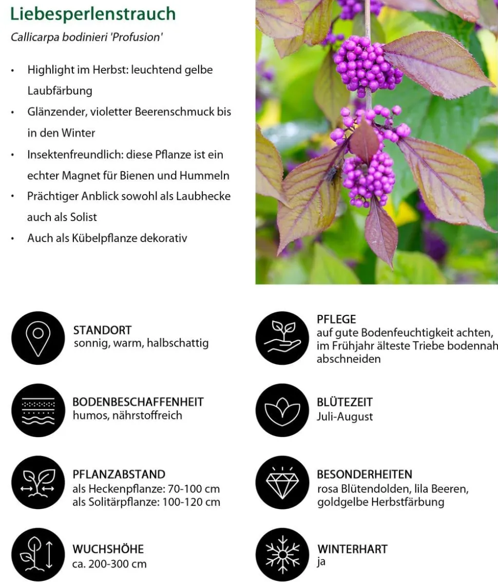 Liebesperlenstrauch 'Profusion'