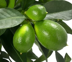 Limette 'Limequat'