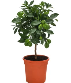 Limette 'Limequat'