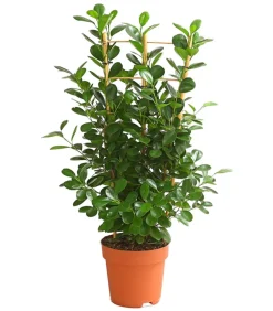 Lorbeer-Feige - Ficus microcarpa 'Moclame', Spalier