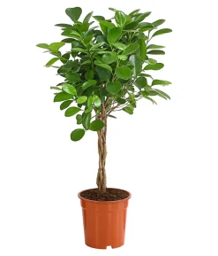 Lorbeer-Feige - Ficus microcarpa 'Moclame', Stämmchen