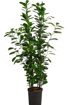 Lorbeer-Feige - Ficus microcarpa 'Moclame', Hydrokultur
