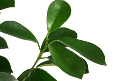 Lorbeer-Feige - Ficus microcarpa 'Moclame', Hydrokultur
