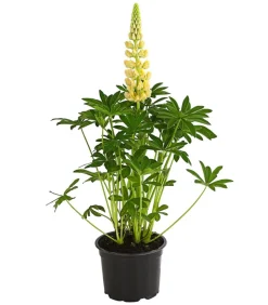 Lupine, verschiedene Sorten
