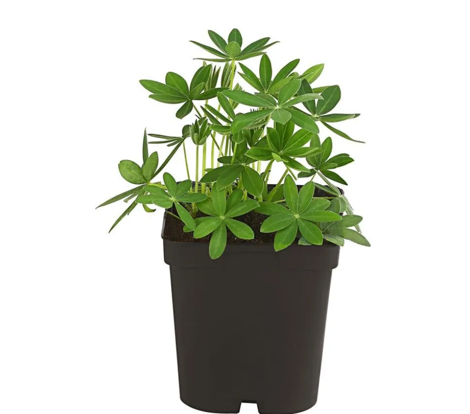 Lupine, verschiedene Sorten