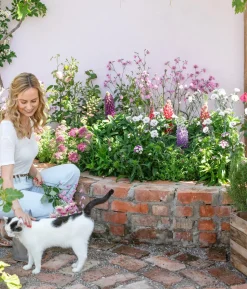 Lupine 'West Country', verschiedene Farben