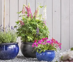 Lupine 'West Country', verschiedene Farben