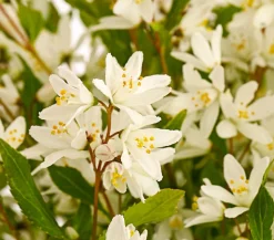 Maiblumenstrauch 'Yuki Snowflake®'