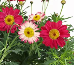 Margerite, Stämmchen, verschiedene Farben