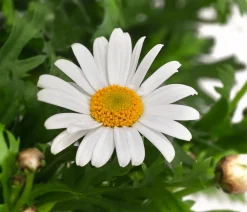 Margerite 'Bofinger', Stämmchen