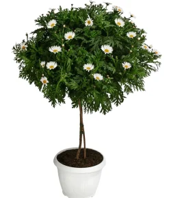 Margerite 'Bofinger', Stämmchen