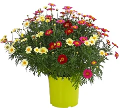 Margeriten-Trio