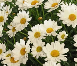 Margerite, Stämmchen, weiß