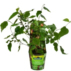 Maulbeere 'Mojo Berry'