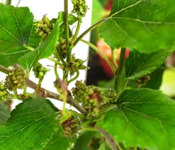 Maulbeere 'Mojo Berry'
