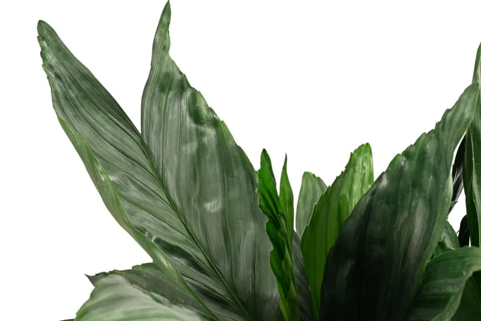 Metallische Bergpalme - Chamaedorea metallica