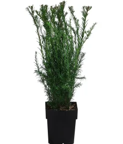 1-1,5 Meter Becher-Eibe 'Groenland', 5 x ca. 50 cm