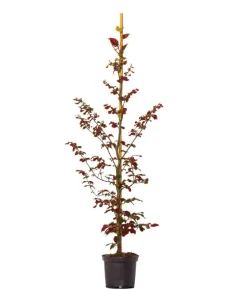 20 Meter Blutbuche ‘Purpurea‘, 100 x 100-125 cm