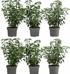 2 Meter Portugiesischer Kirschlorbeer 'Angustifolia', 6 x ca. 40-60 cm