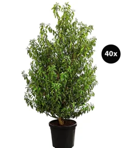 15 Meter Portugiesischer Kirschlorbeer 'Angustifolia', 40 x ca. 80-100 cm