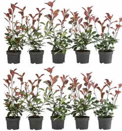 2-3 Meter Purpur-Glanzmispel 'Red Robin', 10 x ca. 20-35 cm