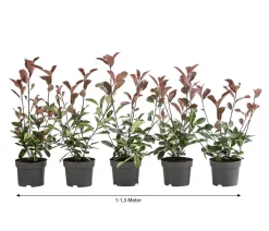 1-1,5 Meter Purpur-Glanzmispel 'Red Robin', 5 x ca. 20-35 cm