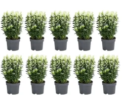 2 Meter Spindelstrauch 'Paloma Blanca', 10 x ca. 20-30 cm