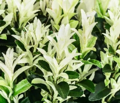 2 Meter Spindelstrauch 'Paloma Blanca', 10 x ca. 20-30 cm