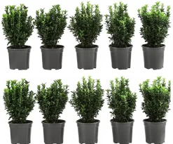 2 Meter Säulen-Spindelstrauch 'Green Rocket', 10 x ca. 25 cm