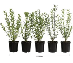 1-1,5 Meter Wintergrüner Liguster 'Atrovirens', 5 x ca. 30-35 cm