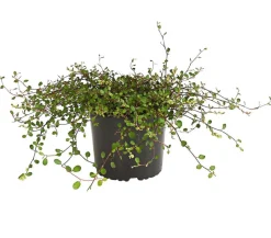 Mühlenbeckia