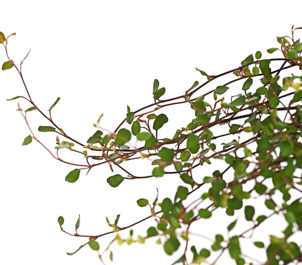 Mühlenbeckia, kleinblättrig