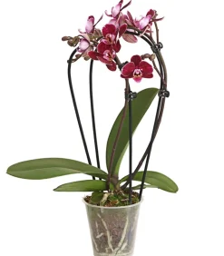 Midi Schmetterlingsorchidee - Phalaenopsis cultivars, zweitriebig, verschiedene Sorten