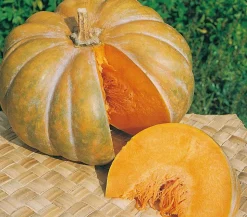 Mini Muskat-Kürbis