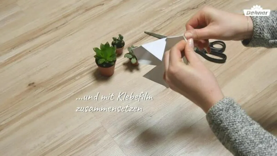 Mini Sukkulenten, verschiedene Sorten