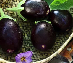 Mini Aubergine