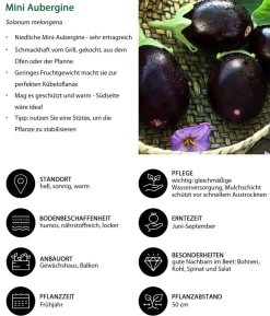 Mini Aubergine