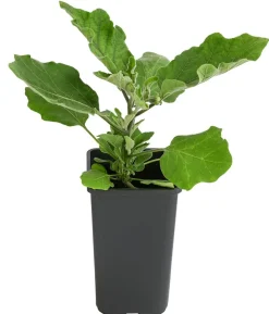 Mini Aubergine