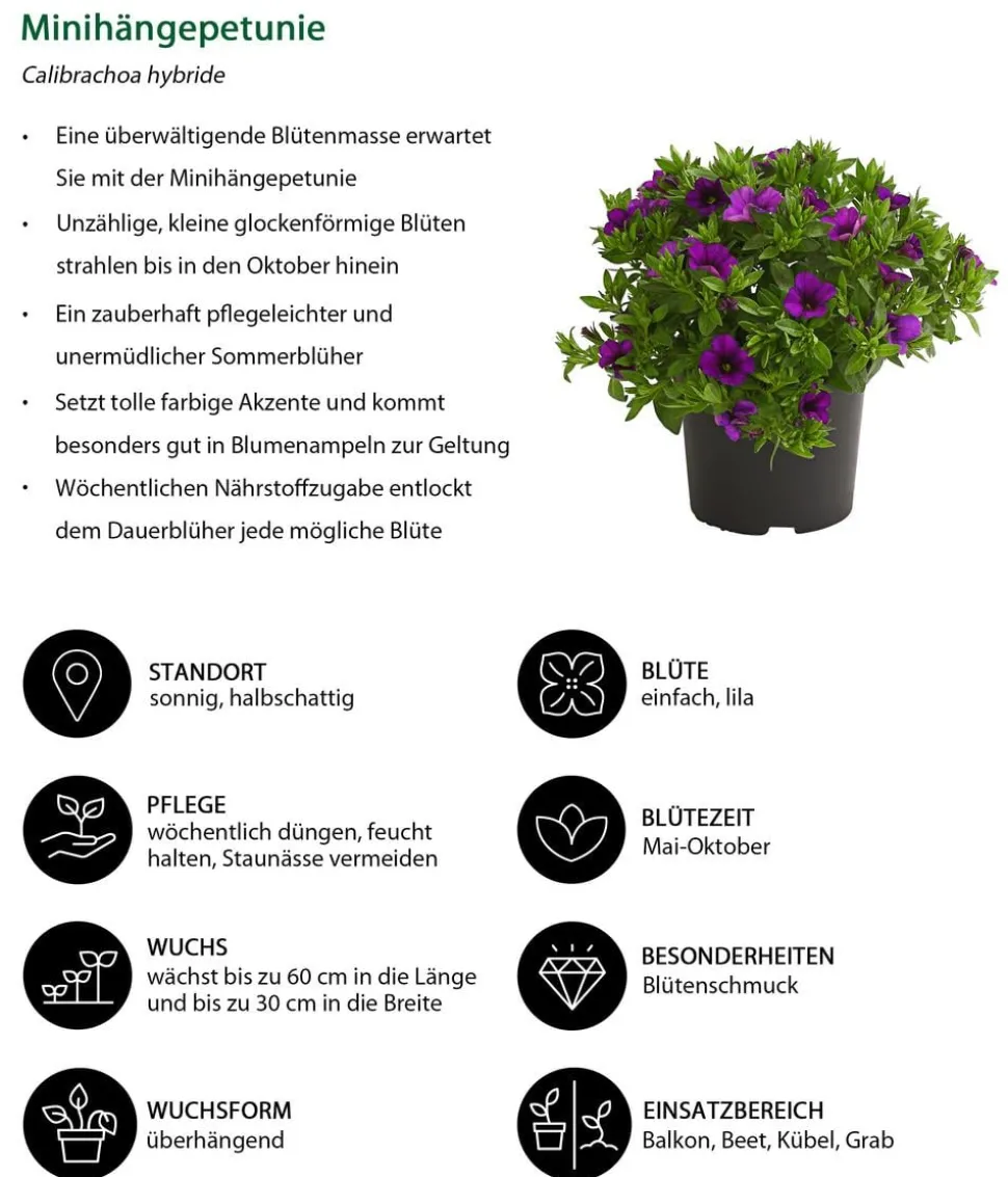 Minihängepetunie