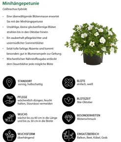 Minihängepetunie
