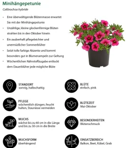 Minihängepetunie