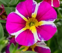 Minihängepetunie 'Pink Star'