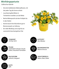 Minihängepetunie, gelb