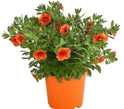 Minihängepetunie, orange