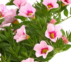 Minihängepetunie 'Rosenauge'